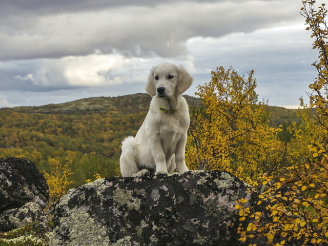 Милый щенок золотистого ретривера сидит на камне