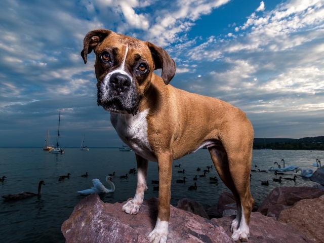 Собака породы боксер на фоне моря под красивым небом