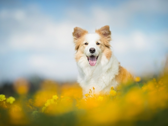 Собака породы бордер колли с высунутым языком