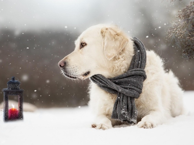 Собака породы золотистый ретривер с шарфом на шее лежит на снегу