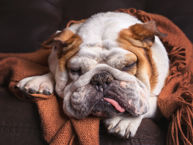 Спящая собака породы английский бульдог 