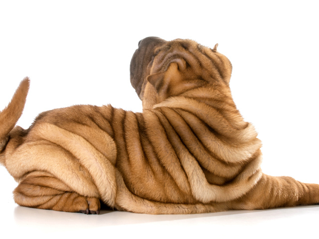 Складки на спине у собаки породы шарпей фото на белом фоне