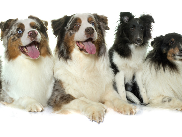 Четыре собаки породы Австралийская овчарка на белом фоне