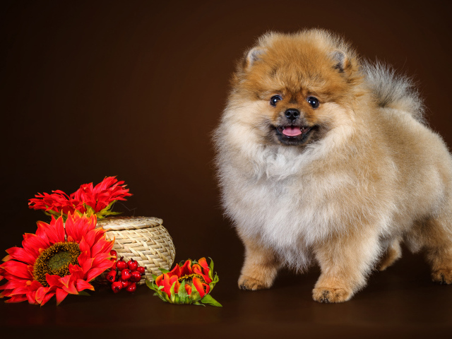 Забавный пушистый шпиц с красными цветами