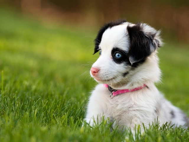 Забавный щенок с голубыми глазами сидит в зеленой траве