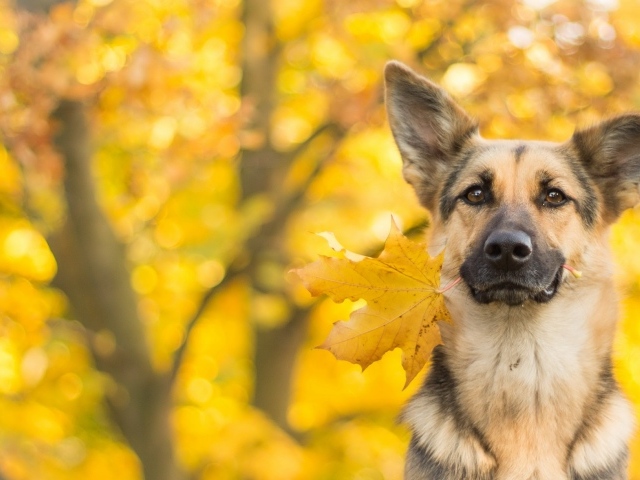 Собака породы немецкая овчарка с желтым осенним листом в зубах