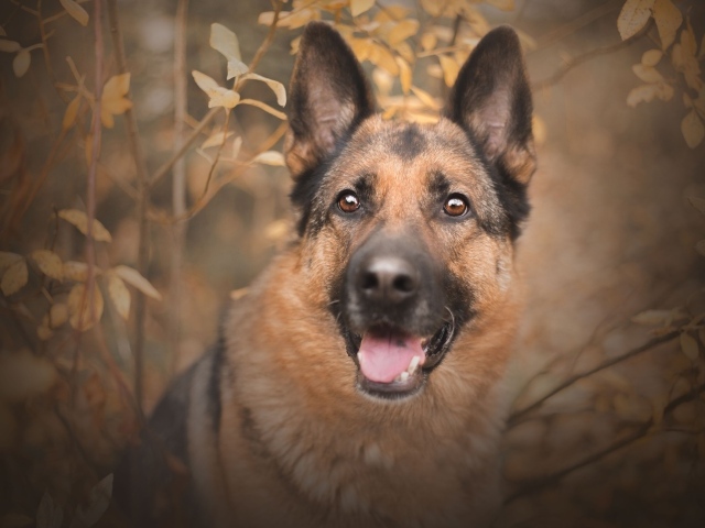 Немецкая овчарка с открытым ртом  смотрит на хозяина