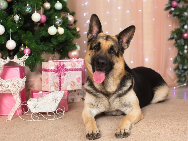 Немецкая овчарка с высунутым языком под елкой, С Новым 2018 годом собаки 