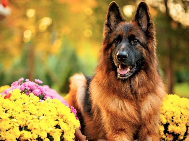 Немецкая овчарка с высунутым языком с кустами хризантем