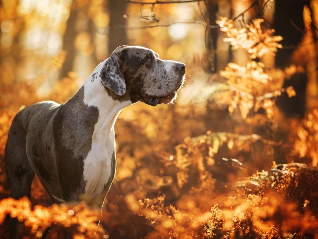 Большой Немецкий дог гуляет в осеннем лесу