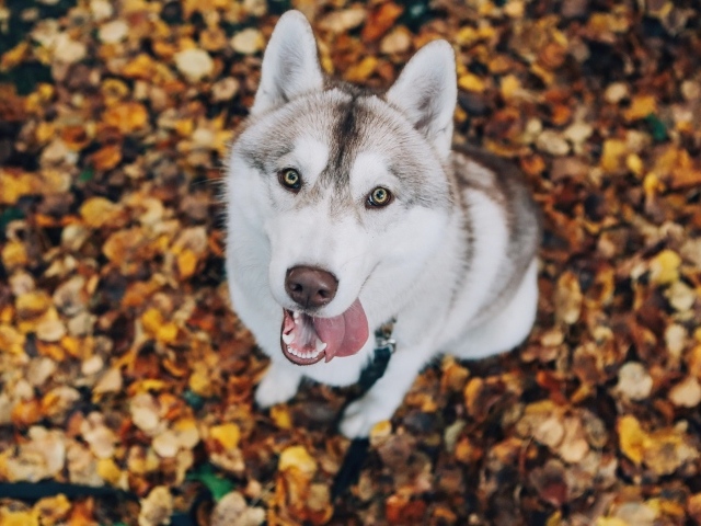 Хаски с высунутым языком смотрит на хозяина