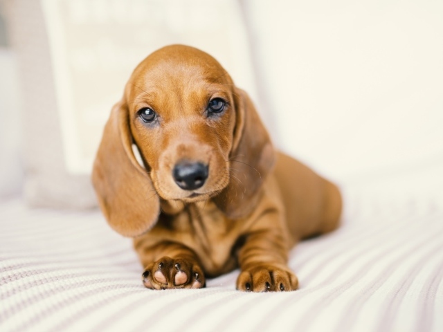 Маленький забавный щенок таксы на белом фоне 