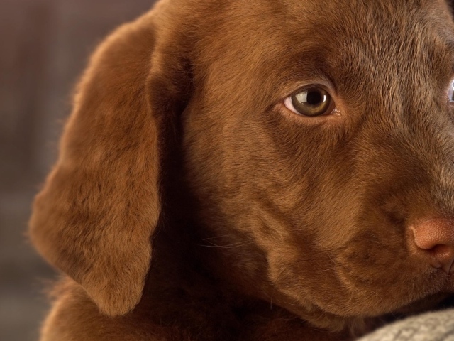Маленький грустный коричневый  щенок лабрадора 