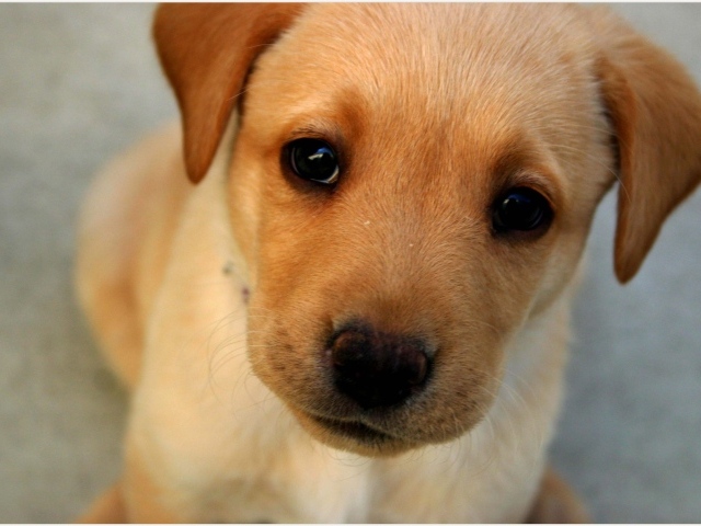 Морда маленького щенка с грустными глазами 