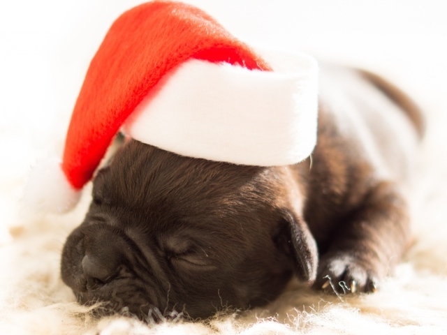 Новорожденный щенок в шапке Деда Мороза на новый 2018 год собаки