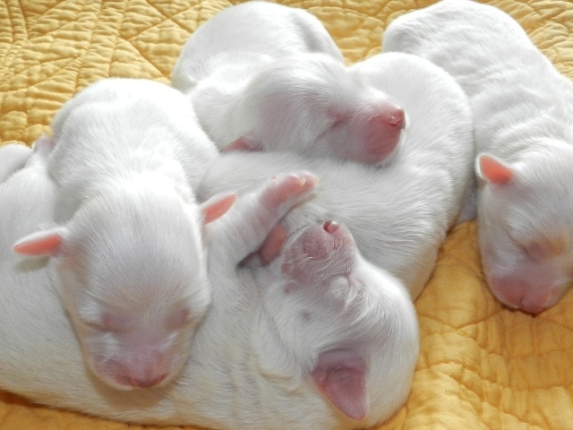 Новорожденные белые щенята 