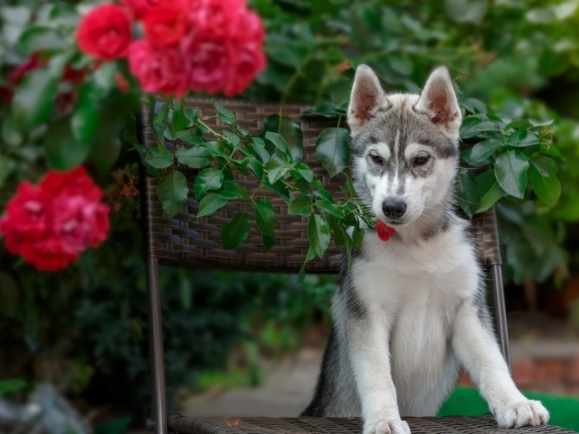 Щенок хаски стоит на стуле рядом с красными цветами