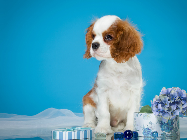 Щенок  Кинг Чарльз Спаниель на голубом фоне