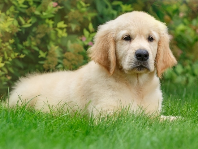 Щенок золотистого ретривера лежит на зеленой траве