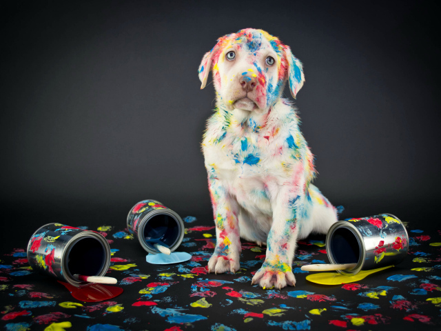 Щенок золотистого ретривера вымазался в краску