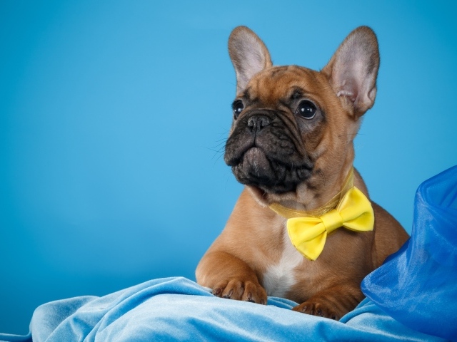 Щенок французского бульдога с желтым бантом 