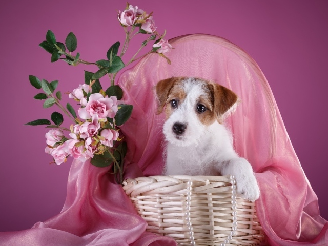 Щенок силихем-терьер в розовой корзине с цветами