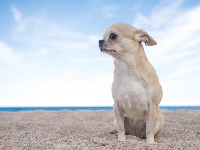 Грустный чихуахуа  сидит на песке у моря
