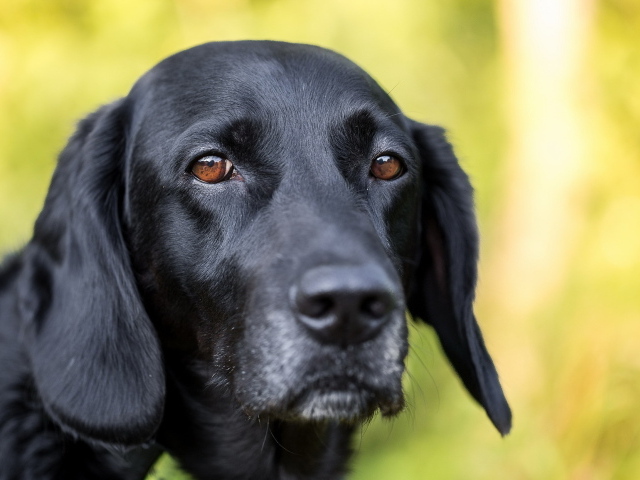 Грустная морда черного лабрадора