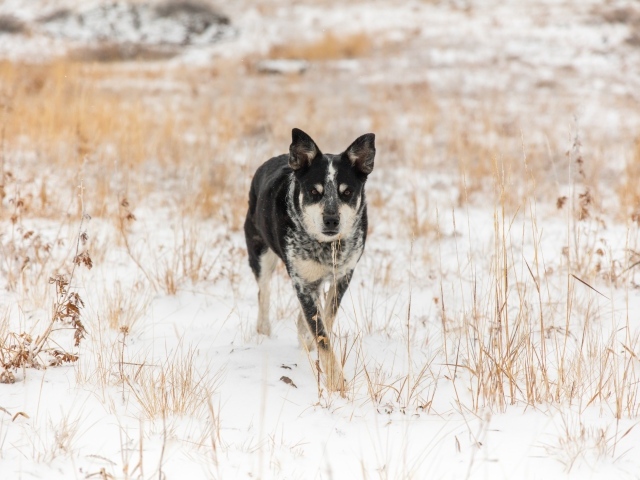 Собака идет по покрытой снегом траве