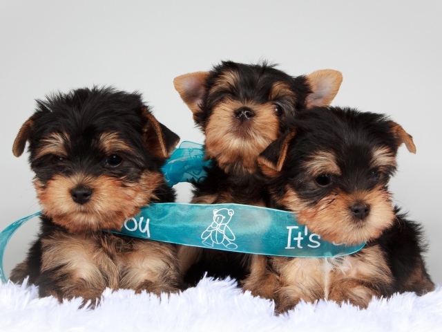 Три щенка йоркширского терьера перевязаны голубой лентой