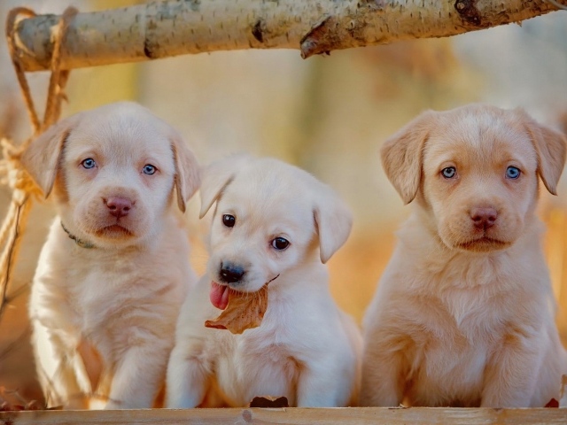 Три забавных щенка золотистого ретривера с голубыми глазами