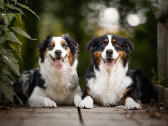Две австралийские овчарки лежат в высунутым языком