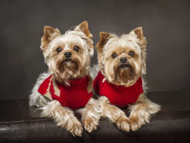 Два йоркширских терьера в красных свитерах