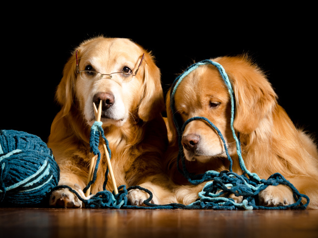 Две собаки породы золотистый ретривер со спицами и клубком ниток