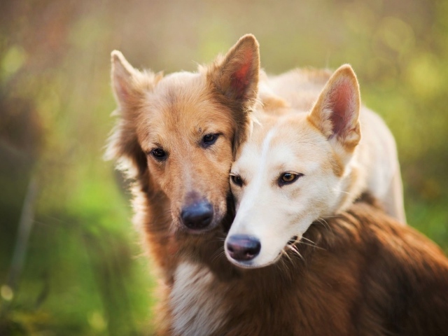 Две рыжие собаки обнимают друг друга