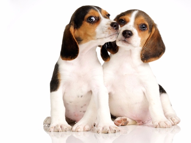 Два маленьких щенка бигля на белом фоне