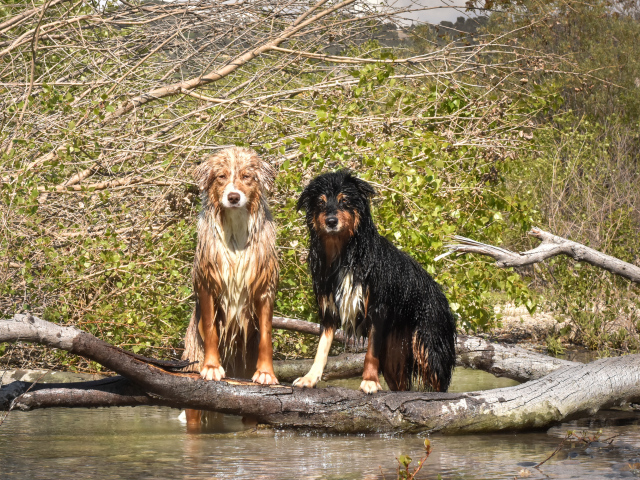 Две мокрые австралийские овчарки сидят у воды
