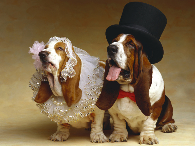 Свадьба собак породы Бассет хаунд