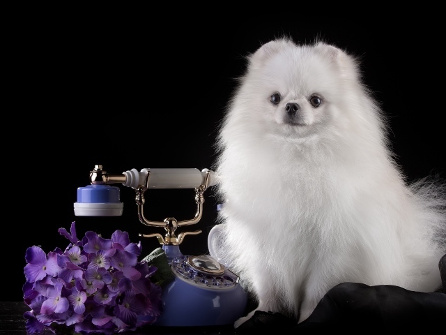 Белый шпиц с телефоном на черном фоне