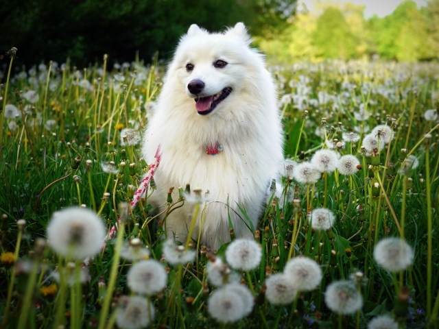 Белая собака на поле одуванчиков 