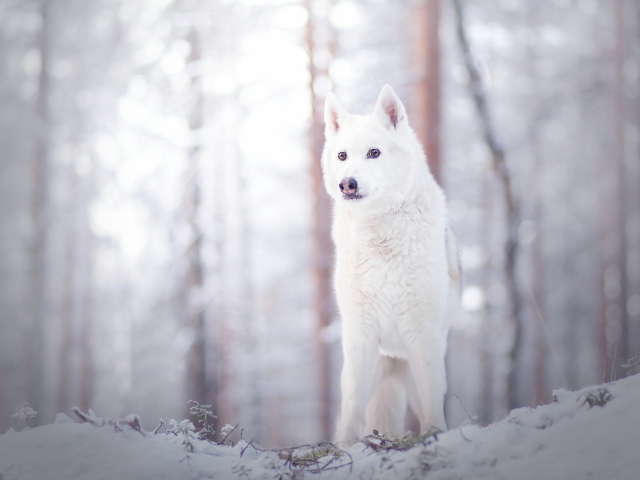 Белая собака стоит на снегу в лесу