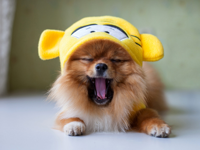 Зевающий шпиц в забавной желтой шапке