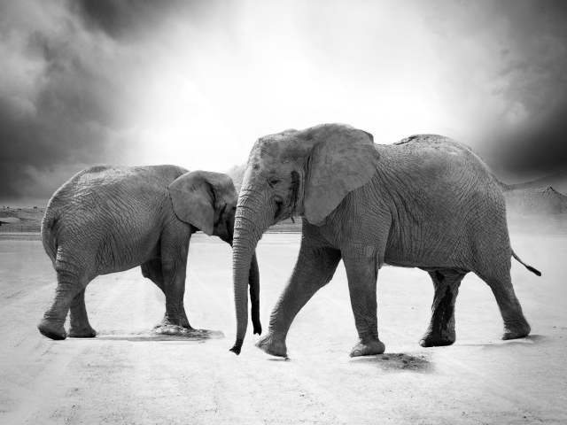 Слоны на дороге черно - белое фото 