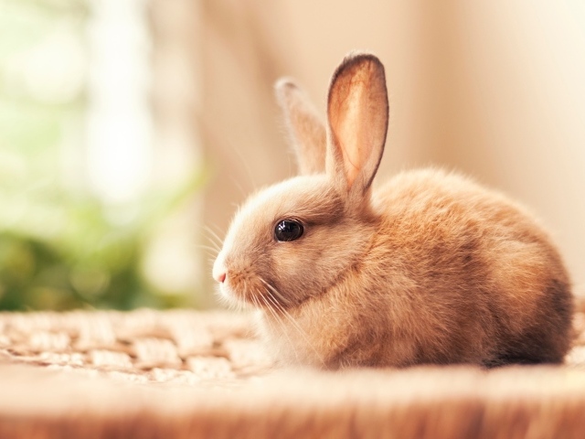 Маленький красивый декоративный кролик