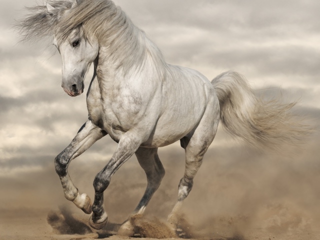 Красивая белая лошадь скачет по песку