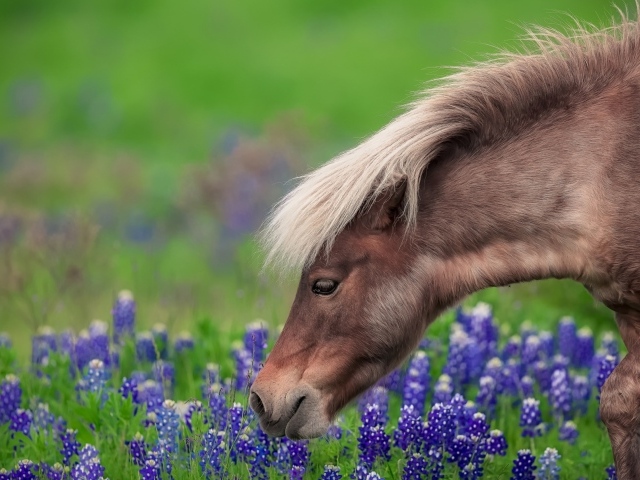 Коричневая лошадь гуляет по полю с синими цветами