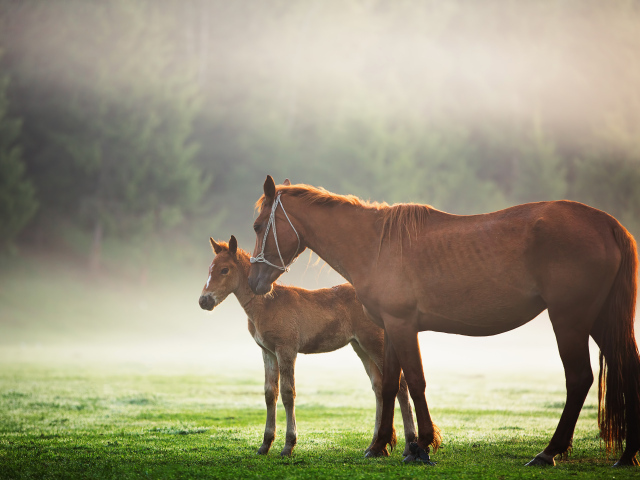 Коричневая лошадь с жеребенком гуляет по полю с зеленой травой