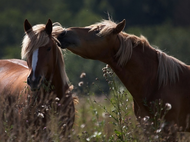 Пара красивых коричневых лошадей в поле 