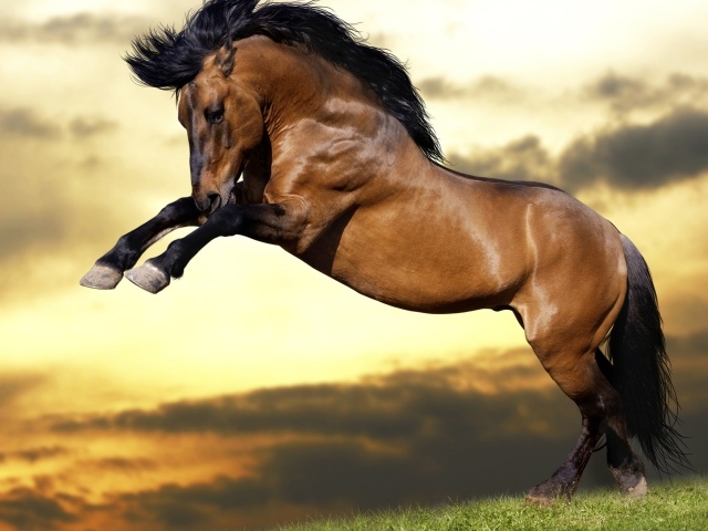 Красивый коричневый конь с черной гривой  встал на дыбы 