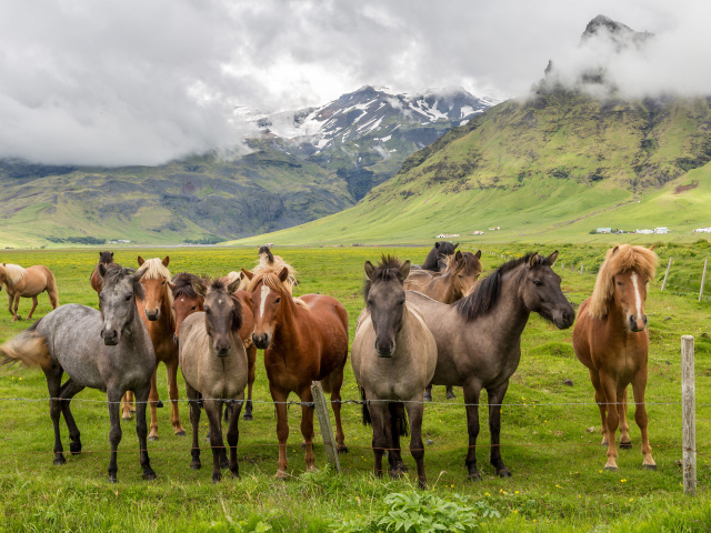 Табун лошадей в покрытых зеленью горах